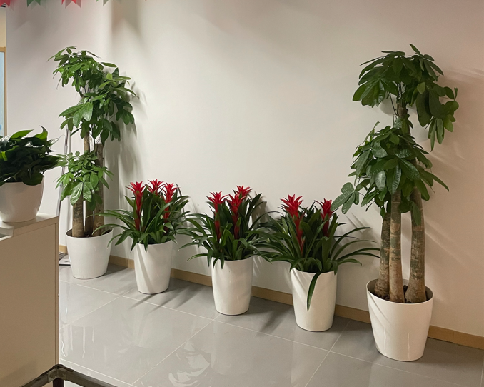 养生馆绿植租摆案例.png