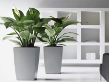 绿植租摆方案
