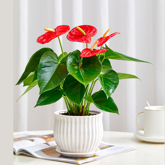 办公室绿植租摆