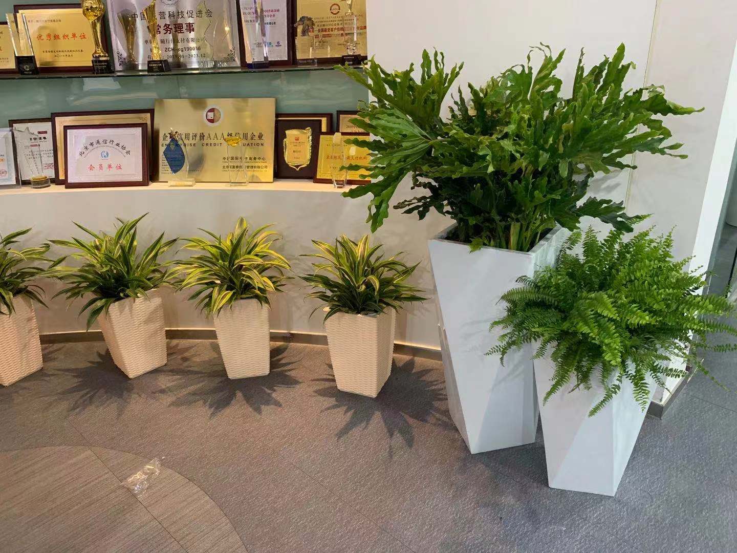 组合花卉