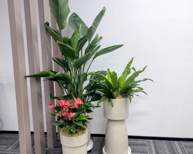 办公室绿植租摆案例