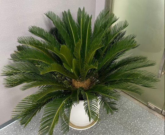 办公室绿植租摆案例1