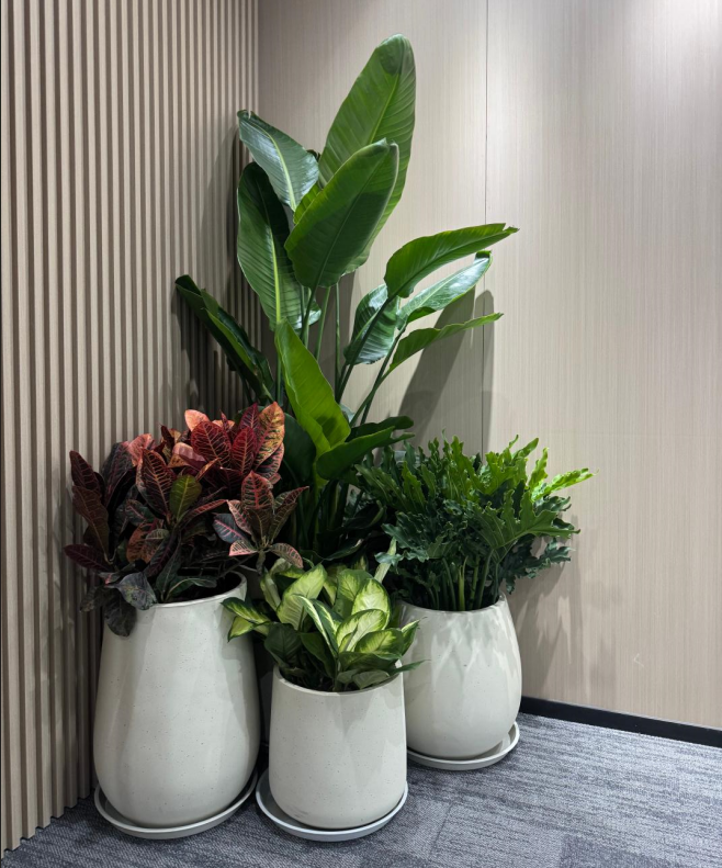 办公室绿植租赁案例分享