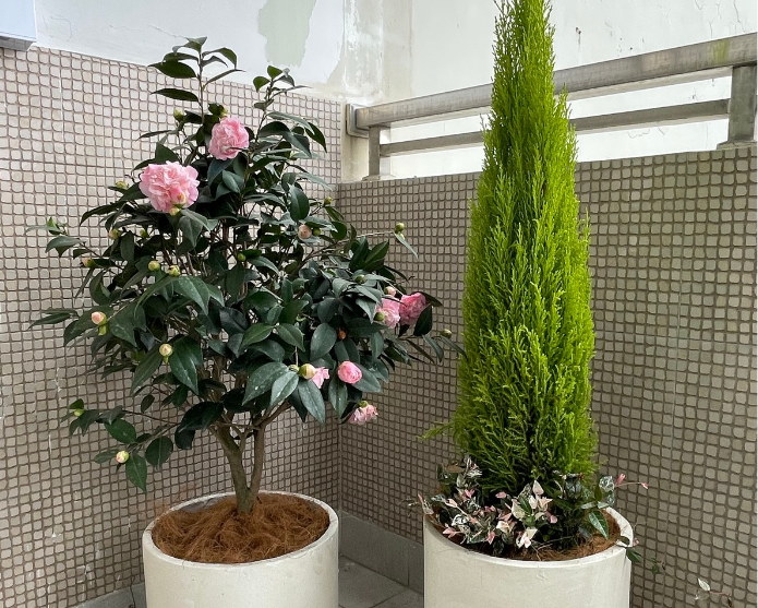 茶花阳台摆放